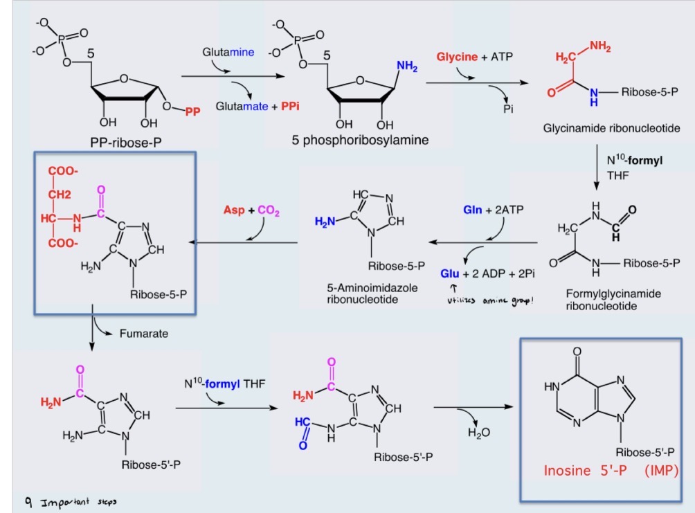 <ol><li><p>Activation of Ribose-5-Phosphate</p></li><li><p>Committed step of phosphoribosyl-1-amine</p></li><li><p>Building the ring on ribose</p></li><li><p>Formation of IMP</p></li><li><p>Conversion to AMP and GMP</p></li></ol><p></p>