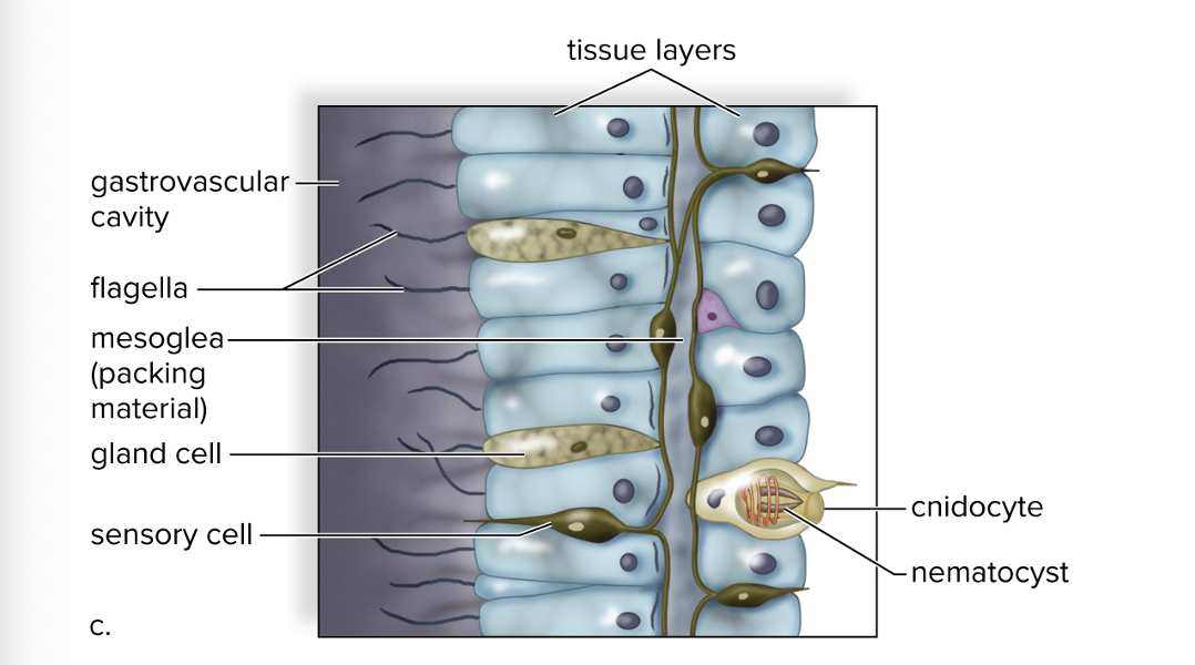 <p><span>•Outer tissue layer: protective epidermis derived from ectoderm</span></p><p><span>•Inner layer: gastrodermis derived from endoderm</span></p><p><span>•Mesoglea: separates the two layers</span></p>