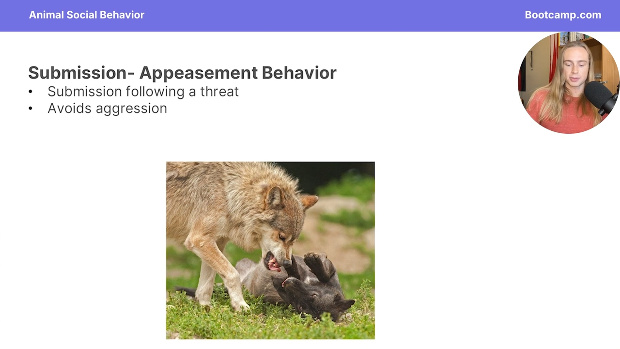 <p>subsmission following a threat that avoids aggression </p>