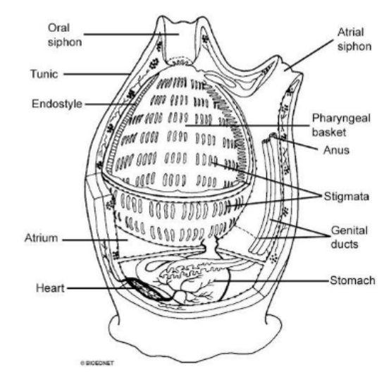 <p>How are adult <span>Urochordate different from the juveniles </span></p>