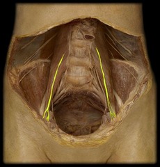 <p>identify the structure</p>
