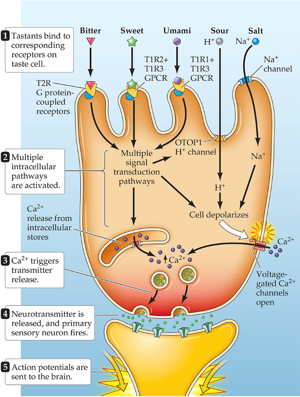 <p>Sensed primarily by detecting sodium (Na+) ions through sodium channels;</p><ul><li><p>Can be both appetitive and aversive</p></li></ul><p></p>