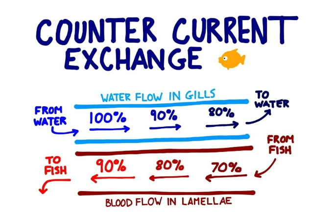 <p>how fish breathe; counter current arrangement that maximizes oxygen extraction from water (most efficient)</p>