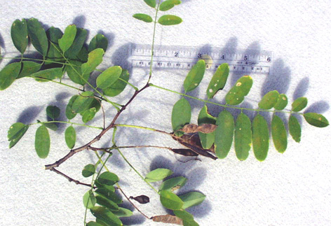 <p>scientific name</p>