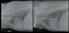 <p>This dog is in significantly overweight condition. Why does this matter?</p>