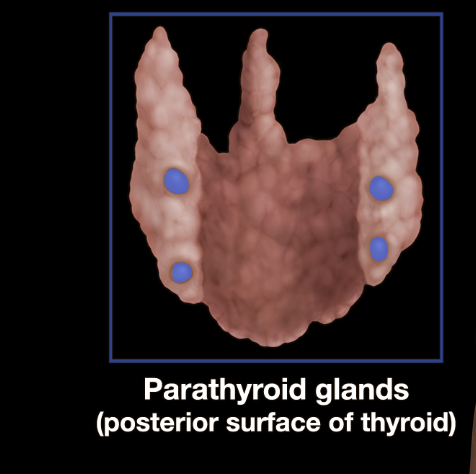 <p>Parathyroid gland </p>