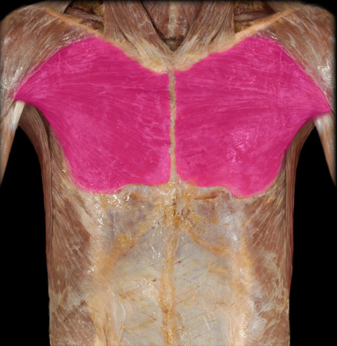<p>origin: medial half of clavicle, lateral margin of sternum, costal cartilages 1 through 7, and the <strong>aponeurosis (i.e., sheet of fibrous tissue) </strong>of the external oblique.</p><p>insertion: the intertubercular sulcus of the humerus.</p><p>action: flexion of the shoulder, adduction of the shoulder, and medial rotation of the shoulder.</p>