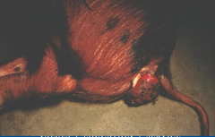 <p>Thoughts? What can cause this?</p>