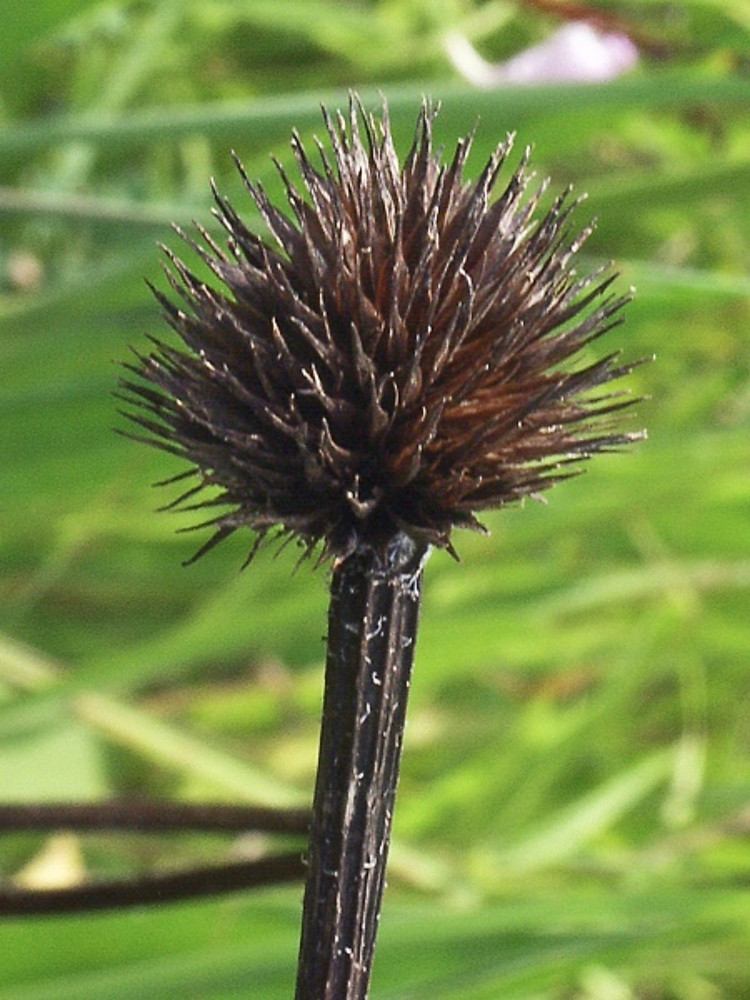 <p>purple coneflower</p>