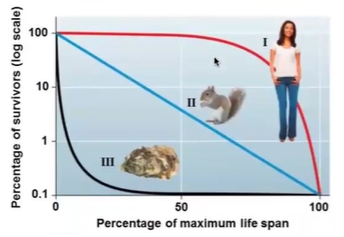 <p>survivorship curves</p>
