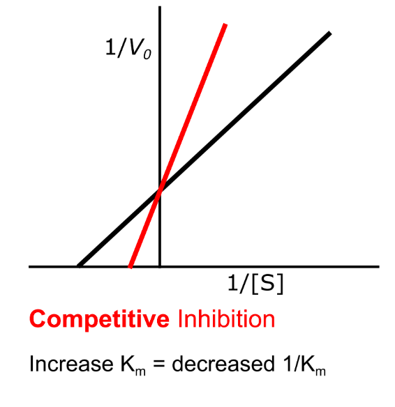 <ul><li><p>Km increases, so X-intercept shifts towards 0</p></li><li><p>Vmax stays the same, so y-intercept stays the same</p></li><li><p>Steeper plot</p></li></ul><p></p>