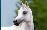 <p>Unclear origin, evidence suggests it existed on the Arabian Penninsula around 2500 B.C.<br><br>- Compact Horse<br>- Short back<br>- Long, slender, hard clean legs with defined tendons<br>- Head tapers into small nuzzle<br>- Large nostrils<br>- Crazy horse</p>