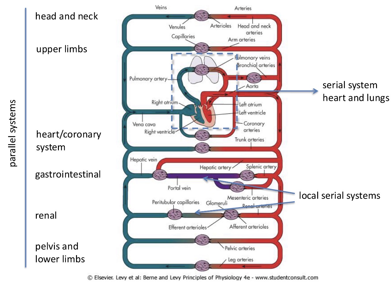 <p>Information of the layout of the whole cardiovascular system</p>
