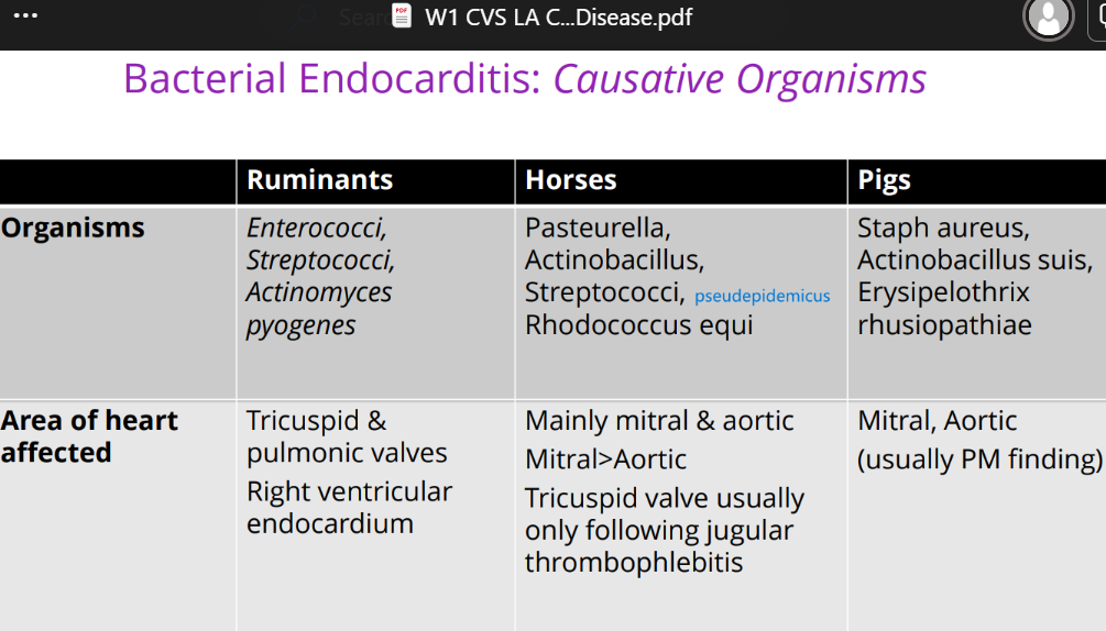 <p>Tricuspid valve.</p>