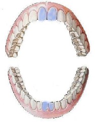 <p>central incisors</p>