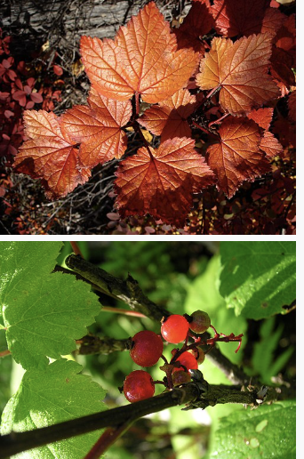 <ul><li><p>Lobed leaves with strong currant smell</p></li><li><p>Hanging strings of greenish flowers in spring</p></li><li><p>Clear red berries in summer</p></li><li><p>Thornless shrub</p></li><li><p>Moist woods & streambanks</p></li><li><p>Can resemble baneberry before fruit ripens</p></li></ul><p></p>