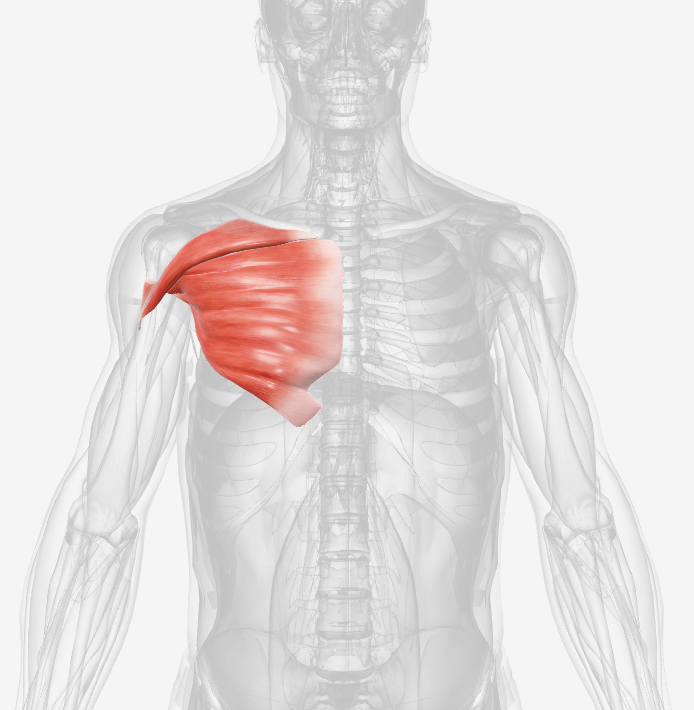 <p>Which muscle is this? (right)</p>