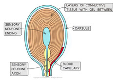 <p>sensory neurone ending surrounded by lamellae</p><p>surrounded by capsule</p>