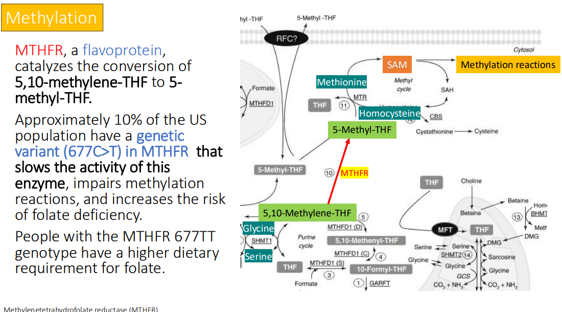 <p>dietary requirement for folate.</p>