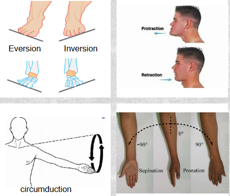 <p>musculoskeletal movements</p>