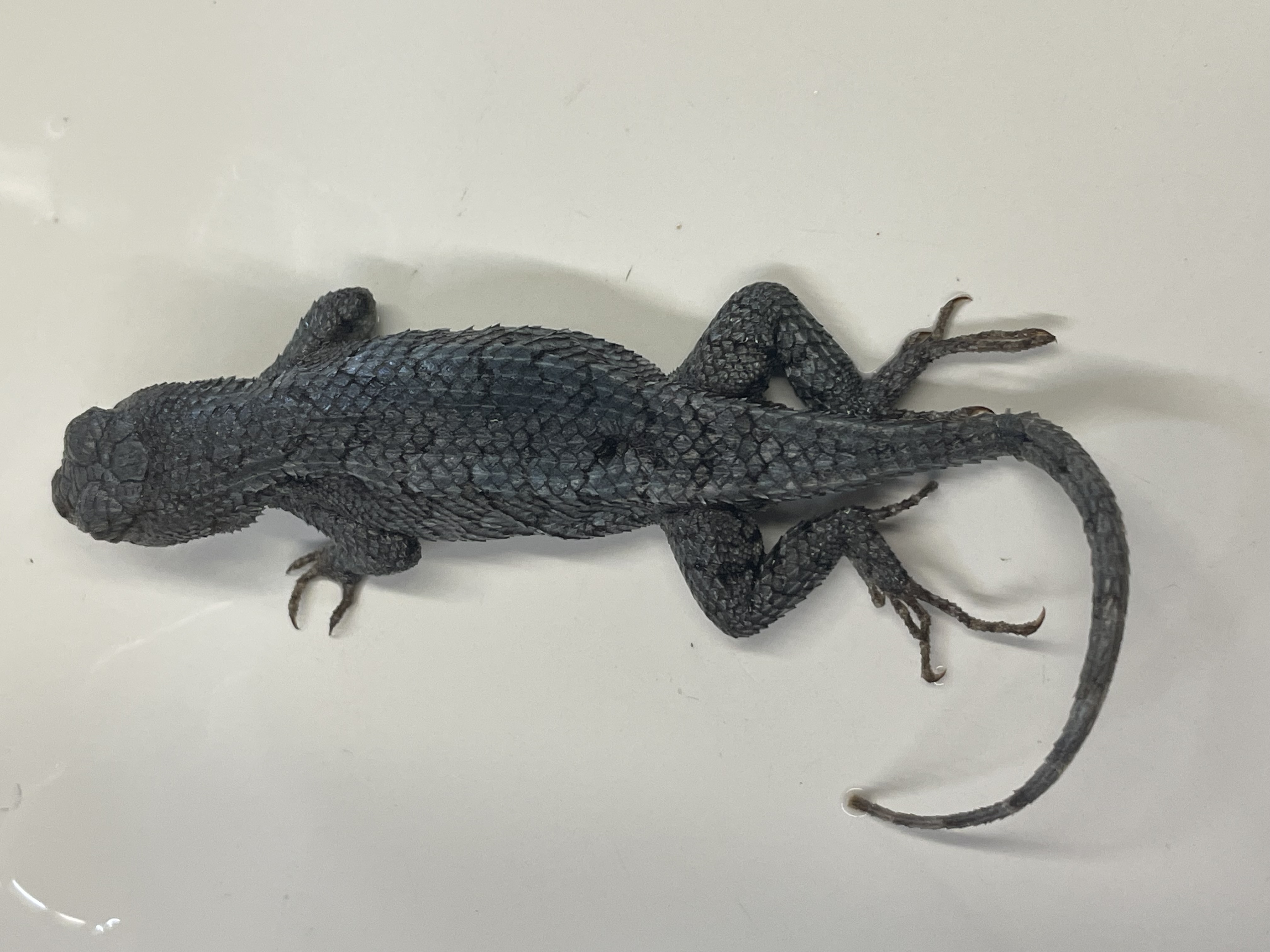 <p>Genus and species</p>