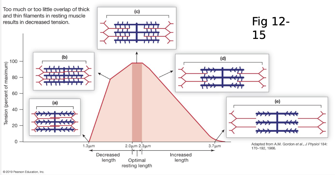 <ol><li><p>length-tension curve</p></li><li><p>mechanical summation</p></li><li><p>motor unit recruitment</p></li><li><p>muscle fiber type</p></li></ol><ul><li><p>low length = high number of cross-bridges, but they’re fighting against titin</p></li><li><p>normal people will have muscle length at/around the ideal length bc it’s attached to bone, which prevents over-extending or over-contracting</p></li></ul><p></p>