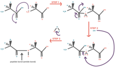 <p>Nucleophile: Amine </p><p>Electrophile : Carbonyl Carbon of Carboxyl</p>
