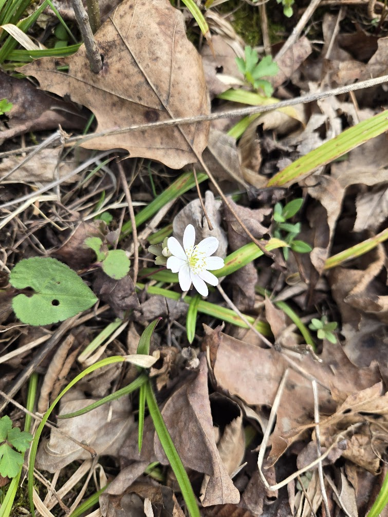 <p><strong>(<em>Thalictrum thalictroides</em>)</strong> – Delicate spring woodland plant with whorled leaves and small white to pink petal-like sepals (often mistaken for wood anemones). Found in rich deciduous forests. <strong>Autotroph; spring ephemeral.</strong><br><strong>Uses:</strong> Primarily ornamental and ecological value; <strong>not considered edible</strong> (mildly toxic like many in the buttercup family).</p>