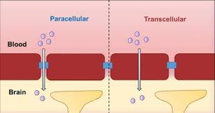 <ul><li><p>diffusion between epithelial cell layers</p><ul><li><p>limited by tight junctions that form a seal around the apical ends of </p></li></ul></li></ul><p></p>