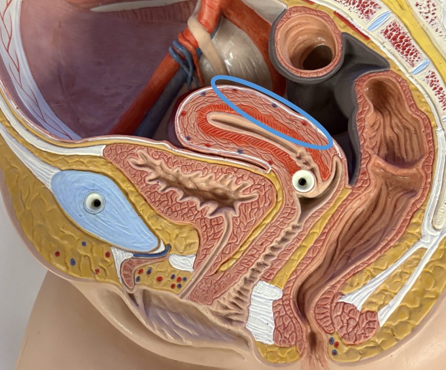 <p>bulky middle layer composed of smooth muscle (contractions)</p>