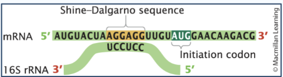 <p>Translation initiation in prokaryotes</p>