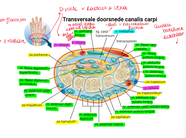 <p><span>Lig carpi flexorum (onderdeel van retinaculum flexorum) kan wanneer je ouder wordt verdikken / stijver worden.</span></p><p style="text-align: left;"><span>Dit kan ervoor zorgen dat er druk ontstaat op de n medianus.</span></p><p style="text-align: left;"></p><p style="text-align: left;"><span>Dit zal zich uiten door:</span></p><p><span>•Nachtelijke tintelingen</span></p><p><span>•pijn in de hand</span></p><p><span>•De pijn straalt uit naar de 3 radiale vingers (duim, wijsvinger en middenvinger)</span></p><p><span>•Soms zelfs motorische uitval en krachtverlies van de thenarspieren en uiteindelijk atrofie van de duimmuis</span></p>