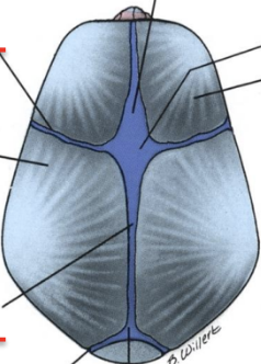<p>vad är coronal sutura, sagittal sutura och anterior frontalle?</p>