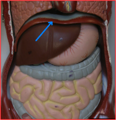 <p>below heart and lungs</p>