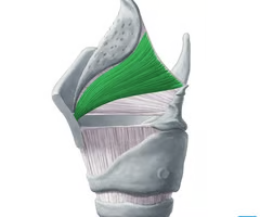 <p><span>INTRINSIC AUXILLARY MUSCLE</span><br><br><span>origin: inner surface, thyroid angle</span><br><br><span>insertion: lateral epiglottis</span><br><br><span>innervation: X vagus, RLN (recurrent laryngeal nerve)</span><br><br><span>function: dilates the laryngeal opening; compresses laryngeal saccule for mucus secretion</span></p>