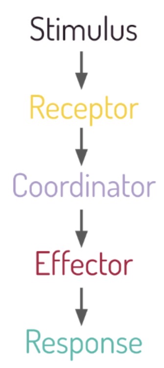 <p>Stimulus–response model</p>