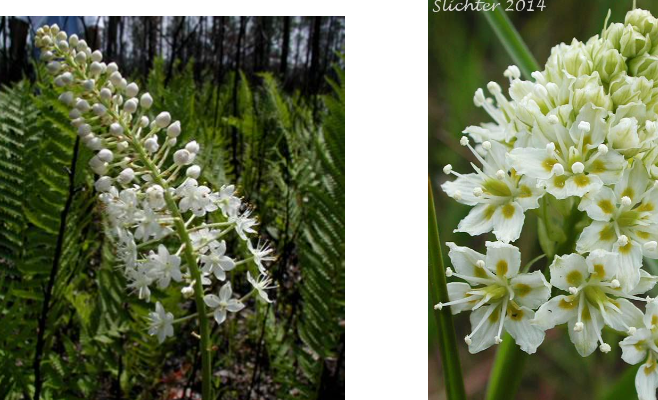 <p>What genus of plants includes death camas/star lilies, with the primary toxic compound zygacine alkaloid? It causes an increase in the permeability of sodium channels of nerve cells, leading to continuous firing then decreased excitability. Increased stimulation of the vagus nerve will occur, leading to hypotension, bradycardia, and apnea. Signs include a profuse frothy discharge, depression, nausea, regurgitation, retching, colic, and teeth grinding. It is especially common in sheep. Animals will be hyperexcitable then weak, and prefer to lie down. Treatment is supportive and symptomatic, including with atropine.</p>