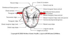 <p>For maxillary premolars, where are the distal and mesial contacts located?</p>