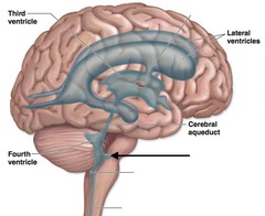 <p>Two openings in the side walls of the fourth ventricle that connect to the subarachnoid space</p>