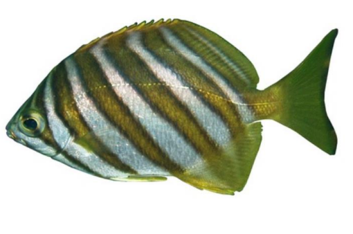 <p>FISHES (Class Actinopterygii) FOOTBALLER SWEEP </p>