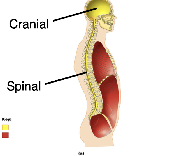 <ul><li><p>the dorsal cavity lies along the dorsal side of the body and includes the cranial and spinal cavites </p></li><li><p>the cranial cavity contains the brain, and the spinal cavity contains the spinal cord </p></li></ul><p></p>