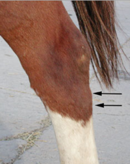 <p>What is the treatment and prognosis for plantar ligament desmitis (Curb)?</p>