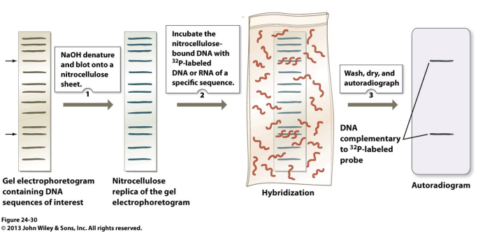 <p>in cases that molecules size/charges aren’t well-resolved by the gel: </p><ul><li><p><strong><em>Technique identifies different sequence compositions</em></strong> of fragments</p></li></ul><ol><li><p>gel electrophoresis</p></li><li><p>soak in .5 NaOH to convert to single stranded form</p></li><li><p>overlaid with nitrocellulose- molecules forced through with a absorbant towel</p></li><li><p>single stranded dna binds to nitrocellulose at same position in gel</p></li><li><p>dried with 80 degrees</p></li><li><p>moistened with solution containing a complementary single stranded probe  tagged</p></li><li><p>hybridizes to the target sequence</p></li></ol><p></p>