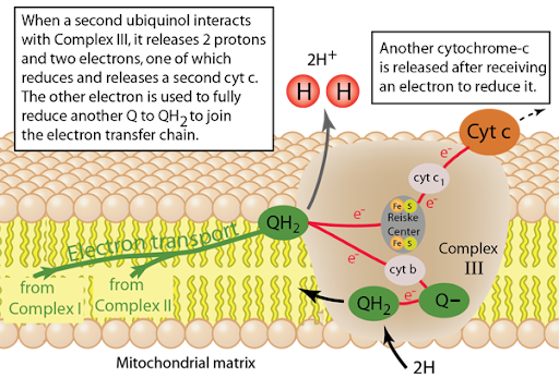 <p><span style="background-color: transparent;">Carry electrons from one protein complex to the next</span></p><p></p><p><span style="background-color: transparent;"><u>1. Ubiquinone</u></span></p><ul><li><p><span style="background-color: transparent;">Carries electrons from Complex I and Complex II and transfers them to Complex III&nbsp;</span></p></li><li><p><span style="background-color: transparent;">Hydrophobic molecule - found in the core of the membrane (among the fatty acid tails)</span></p></li><li><p><span style="background-color: transparent;">Carries and releases protons into intermembrane space</span></p></li></ul><p><span style="background-color: transparent;"><u>2. Cytochrome c</u></span></p><ul><li><p><span style="background-color: transparent;">Carries electrons from Complex III and transfers them to Complex IV</span></p></li><li><p><span style="background-color: transparent;">Found on the intermembrane space side (facing the matrix) of the membrane (hydrophilic)</span></p></li></ul><p></p>