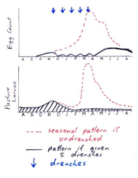 <p><strong>Preventative Drenching Programme (Lambs):</strong> Limit number of [L3] larvae on pasture (avoid autumn peak) → Reduce clinical and subclinical parasitism in summer and autumn</p><ul><li><p><u>Start:</u> Based on climate when eggs will likely develop to [L3]</p><ul><li><p>North Island = Early December at <mark data-color="yellow" style="background-color: yellow; color: inherit;">weaning</mark></p></li><li><p>Lambs begin to ingest larvae at 2w of age</p></li></ul></li><li><p><u>Stop:</u> Depends on climate, grazing management of efficiency of parasite control over summer/autumn</p><ul><li><p>Colder areas stop drenching earlier than warmer areas</p></li><li><p>Mid- to late autumn</p></li><li><p>Drench at 28d interval for 1st 4 - 5 drenches → Spread out drenching until stopping in April - July</p></li></ul></li><li><p><u>Programme:</u> ≥5 drenches q28d</p><ul><li><p><strong>28 days</strong> = Allows 21 days for PPP and additional 7 days for newly established worms to shed eggs for refugia</p><ul><li><p>21 days = Suppressive drench (BUT selects quickly for resistance as worms surviving are resistant)</p></li><li><p>≥28 days → Excessive larval contamination</p></li></ul></li><li><p>May have issue if conditions are optimal (PPP 18 days) allowing 10 days of susceptible larvae to be produced</p></li></ul></li><li><p>Do NOT give anthelmintics to MA sheep (can consider at key times such as pre-tup and pre-lamb)</p></li></ul><p></p>