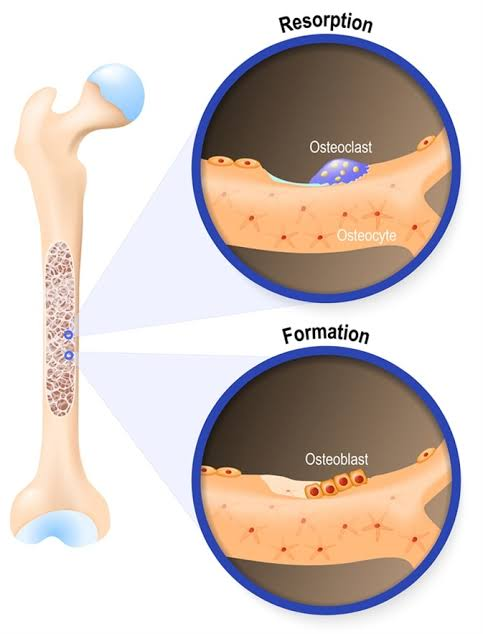 <p>C for Crush (or break)</p><p>Giant (50+ nuclei) Bone-resorbing cells that break down bone tissue by secreting acids and enzymes, playing a critical role in bone remodeling and calcium homeostasis. </p>