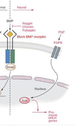 <p>Noggin, chordin and follistatin (all BMP antagonists) block BMP signalling by binding to BMP and preventing from activating the BMP receptor, preventing SMAD activation so GATA and MSX not activated so epidermal genes not expressed. FGF binds to FGFR activating SOX which activate proneural genes, directing ectoderm towards neural tissue.</p><p>Noggin/Chordin/Follistatin block BMP → No SMAD → No GATA/MSX activation → FGF → FGFR → SOX activated → Proneural genes ON → Neural tissue</p>