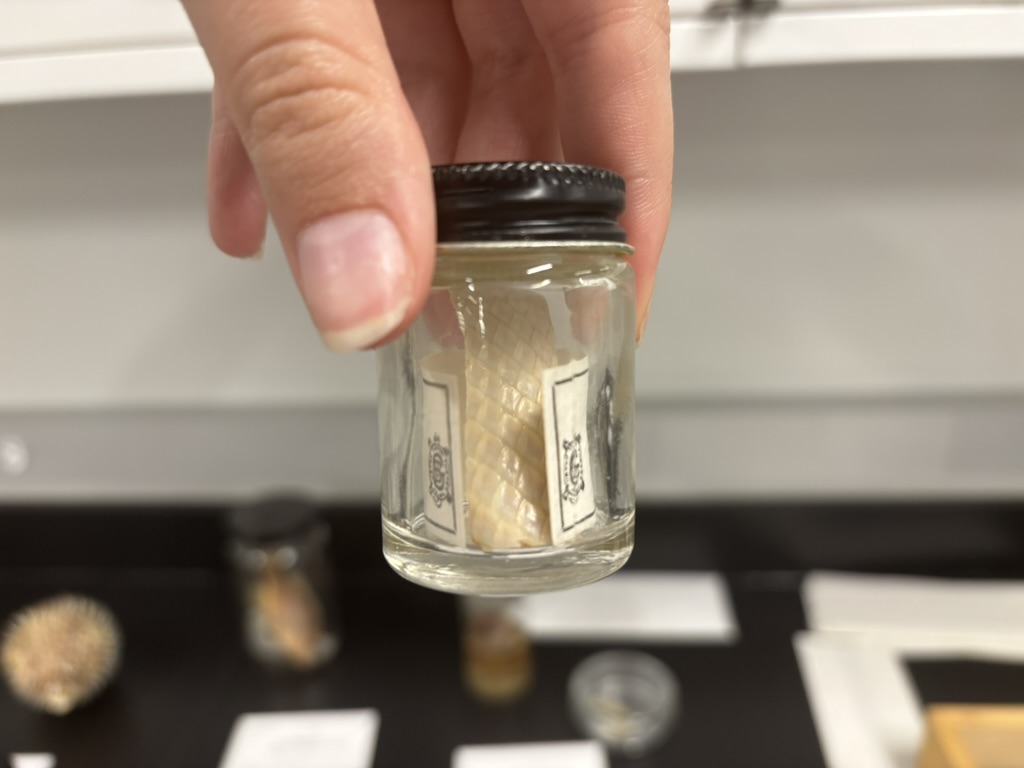 <p>What type of scales are these?</p>