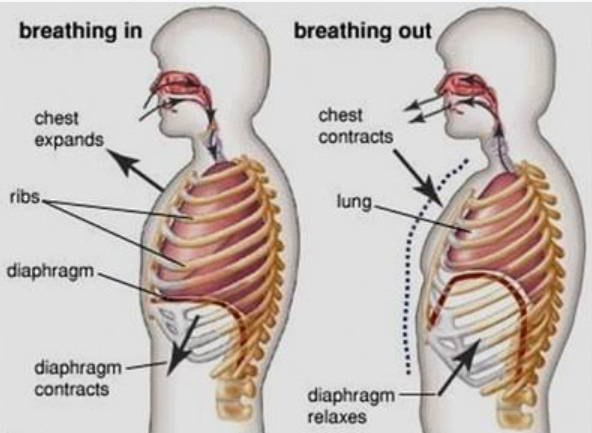 <p>Fills lungs with air, making them bigger/longer, pushes diaphragm downward, letting you see lungs more clearly</p>
