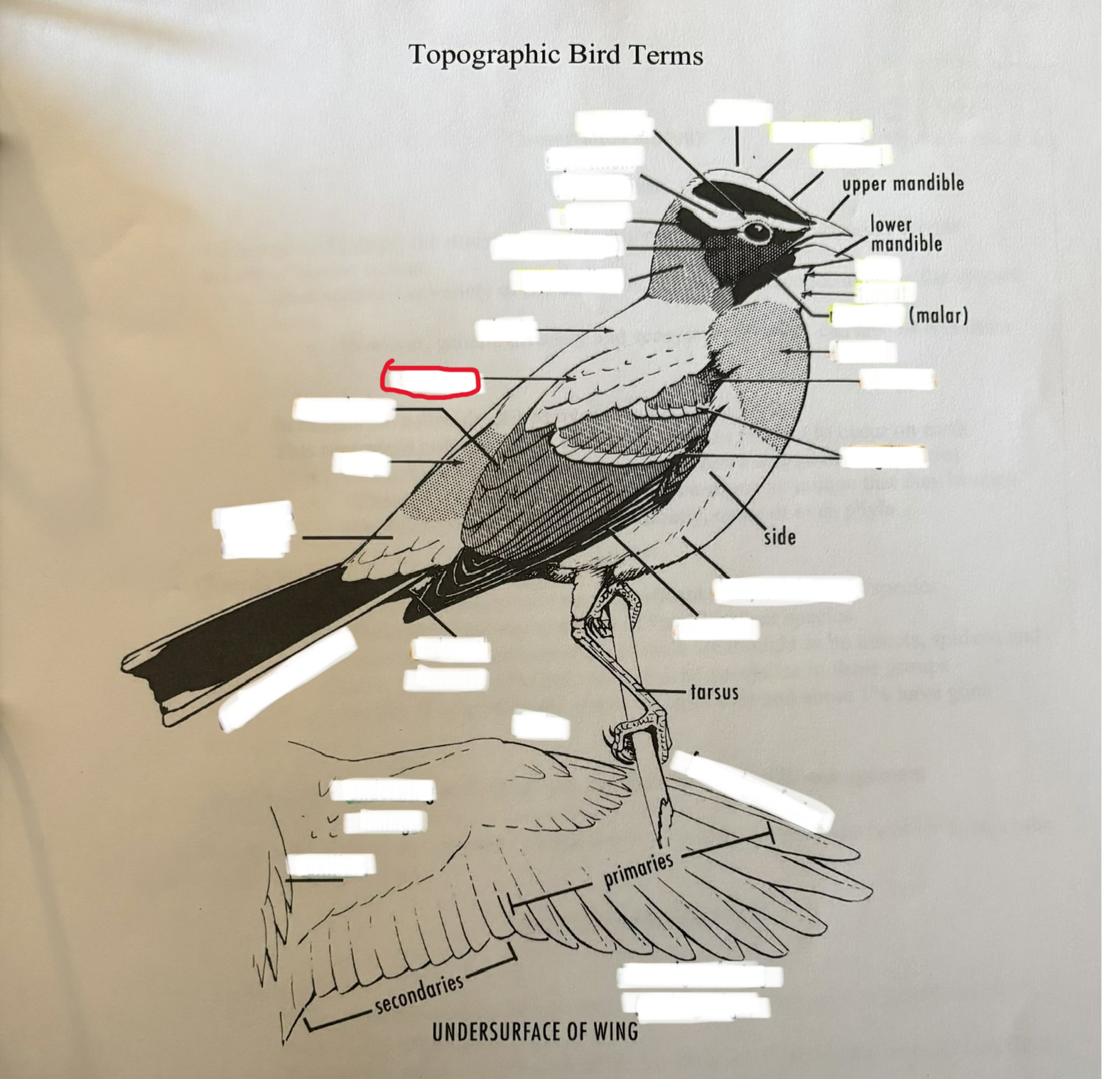 term image